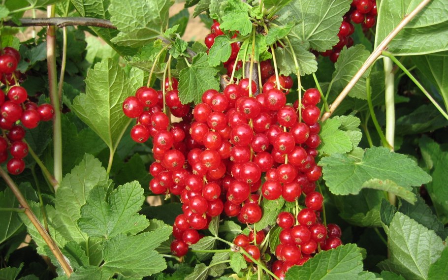 Смородина красная сорт Ровада