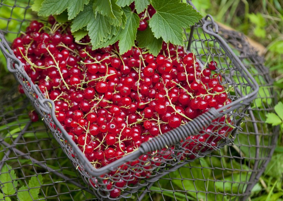 Чем полезна клюква