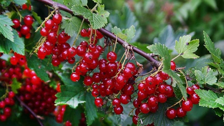 Гроздь красной смородины