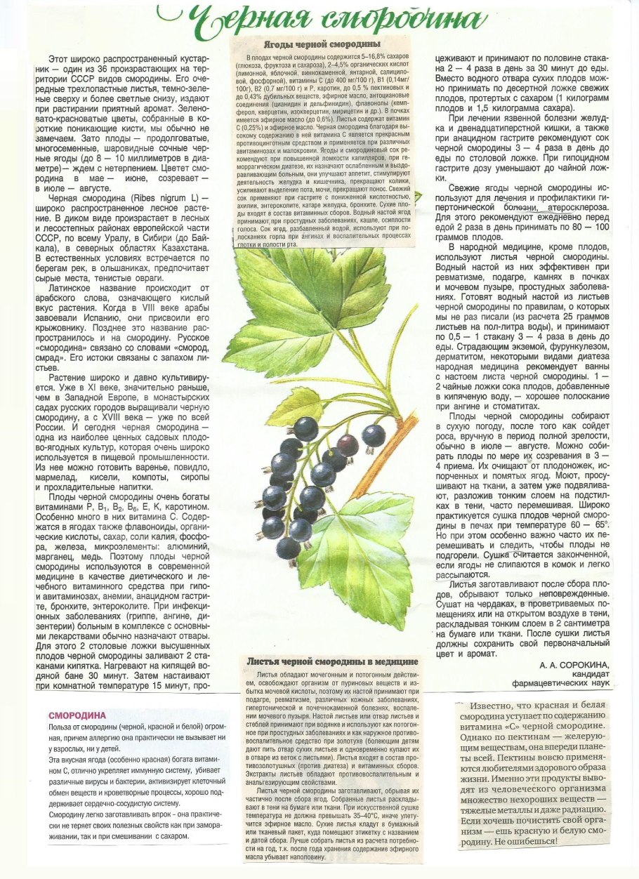 Красная смородина на белом фоне