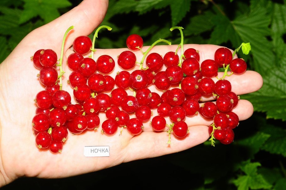 Смородина красная сорт Натали