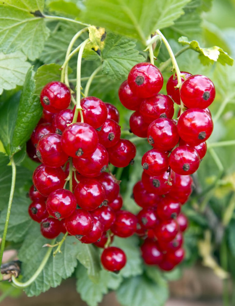 Смородина вишня клюква