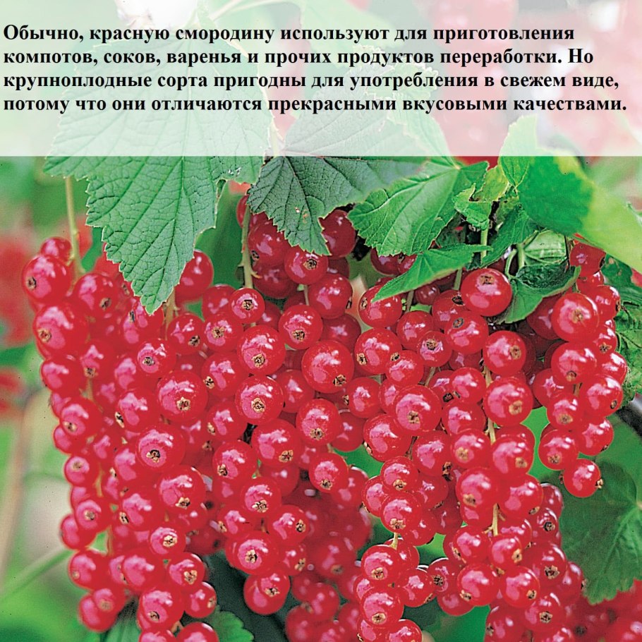 Красная смородина Татьяна фото