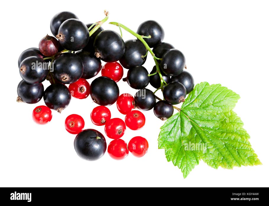 Смородина красная Стефания