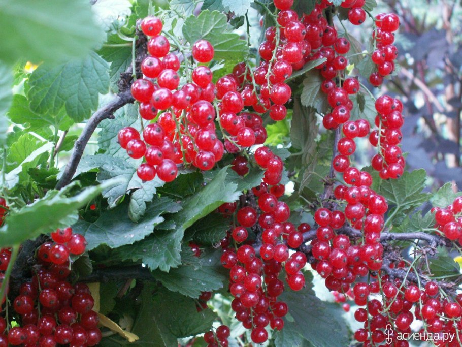 Полезные ягоды