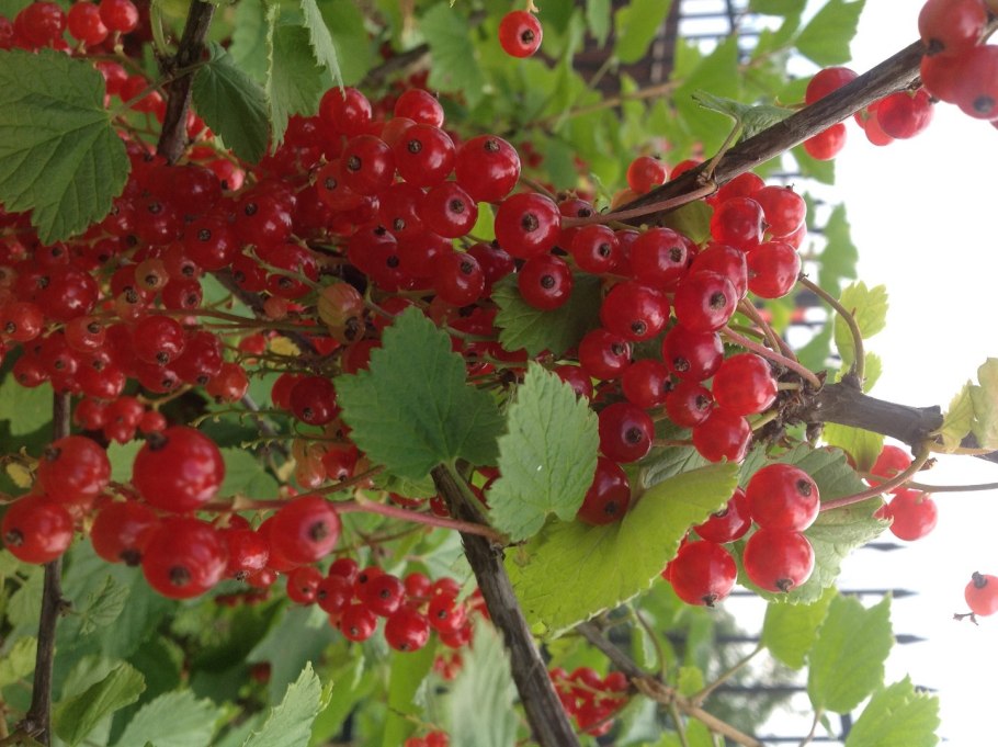 Смородина красная