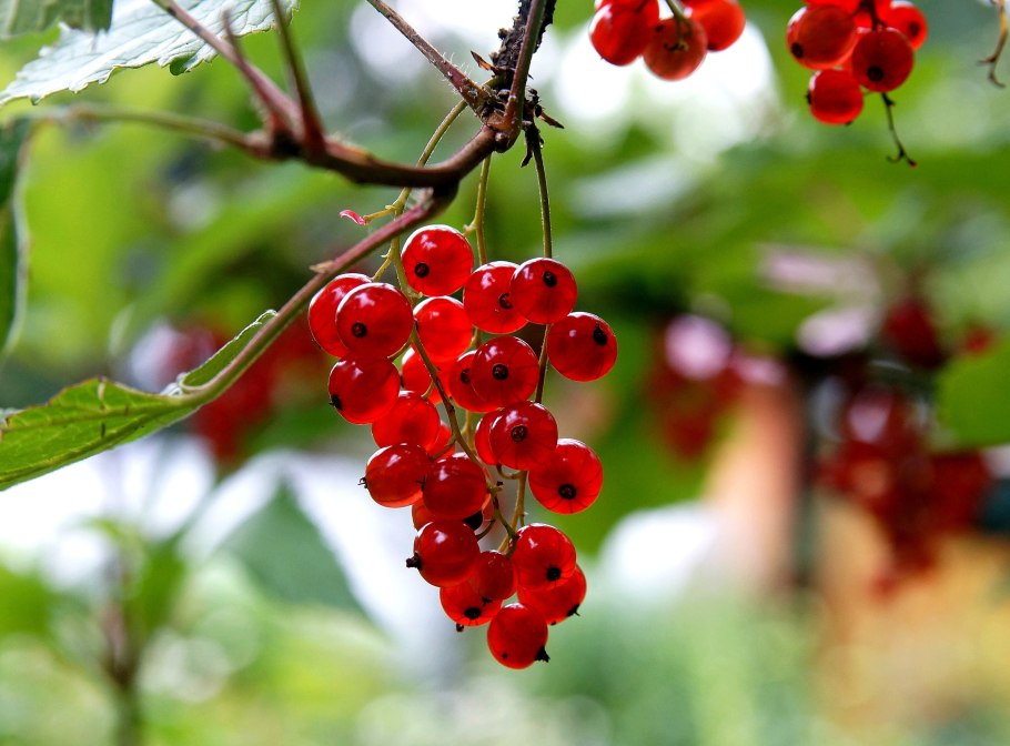 Смородина красная Валенсия