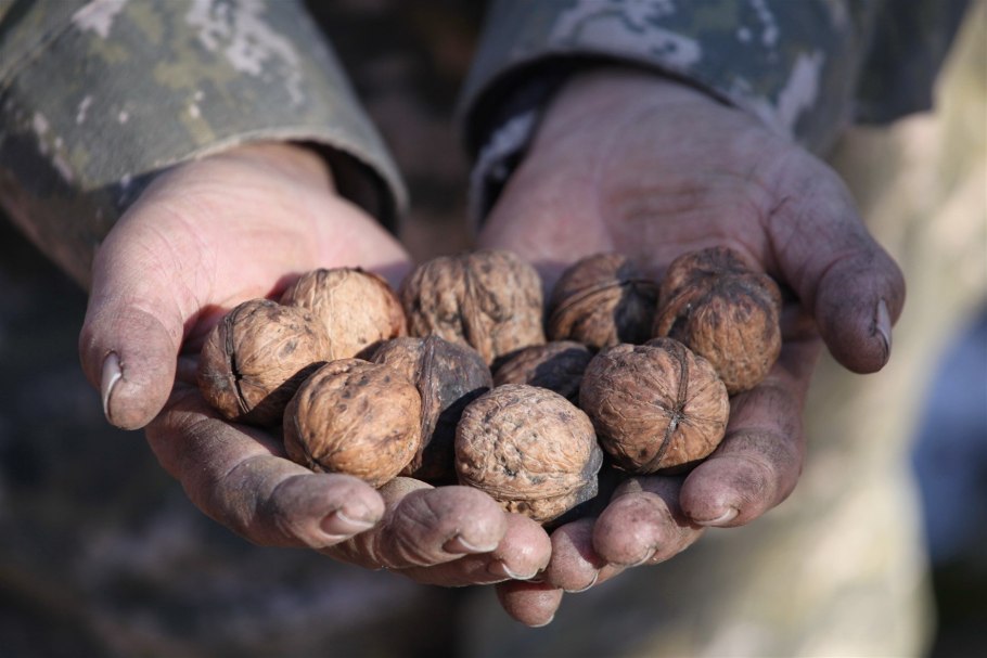 Грецкий орех Арсланбоб