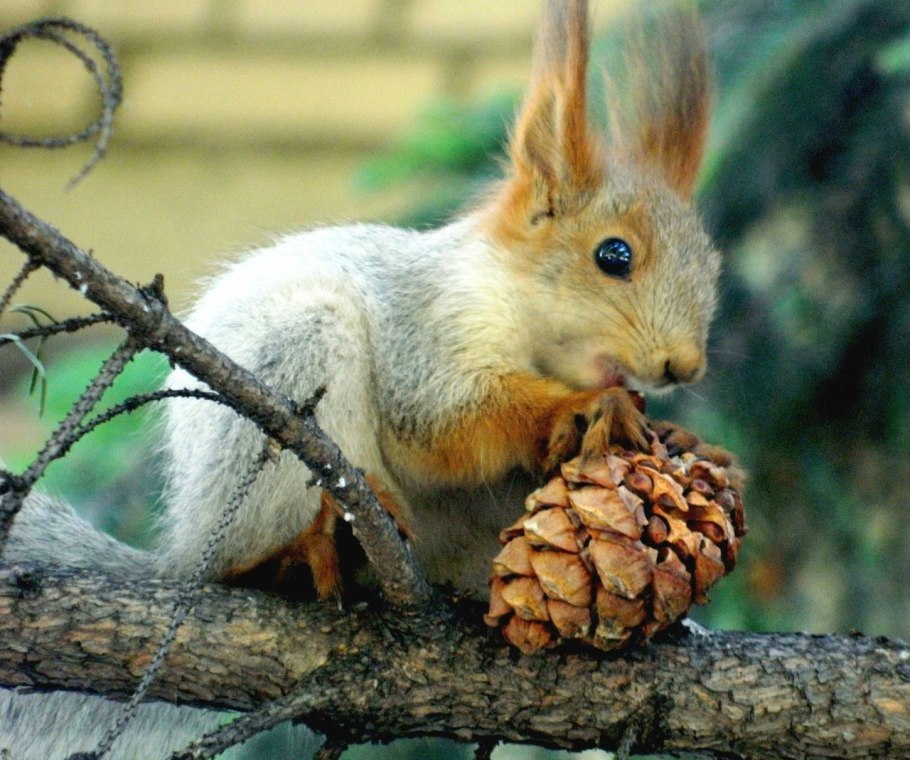 Белочка с орешками