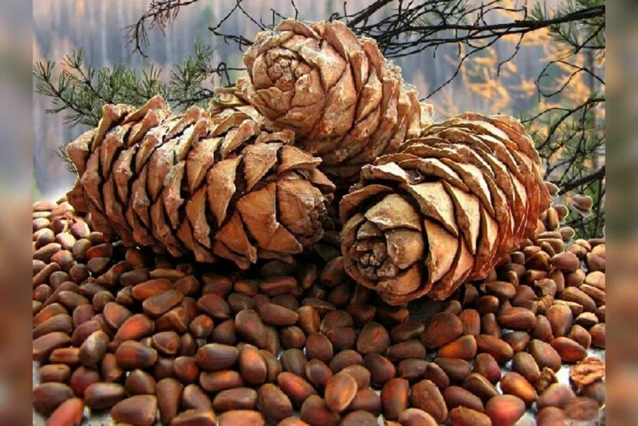 Кедр Сибирский орехи