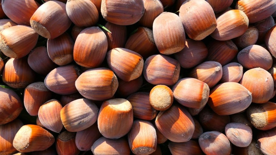 Фундук Косфорд