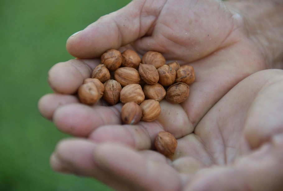 Сбор орехов