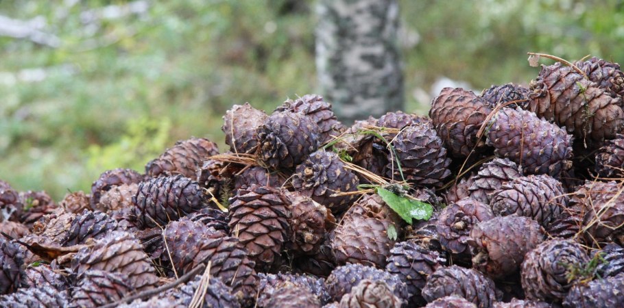 Кедр Забайкалья кедровые орехи