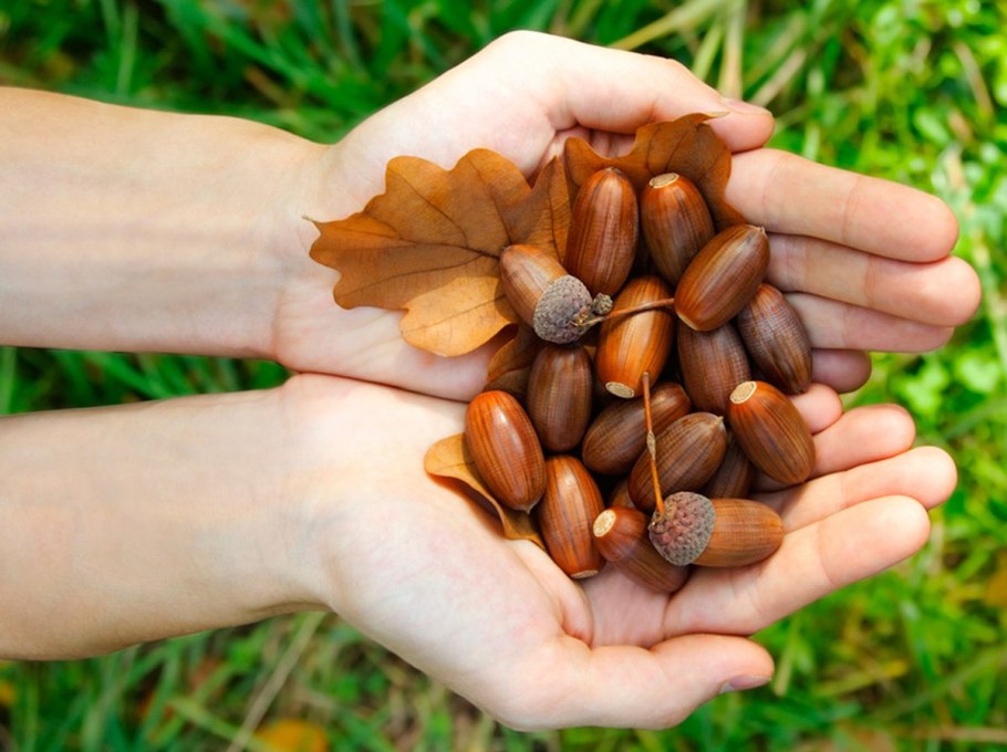 Плод дуба Желудь