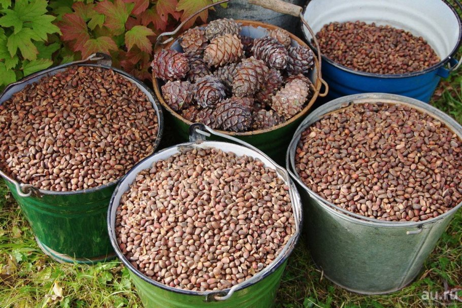 Сбор орехов