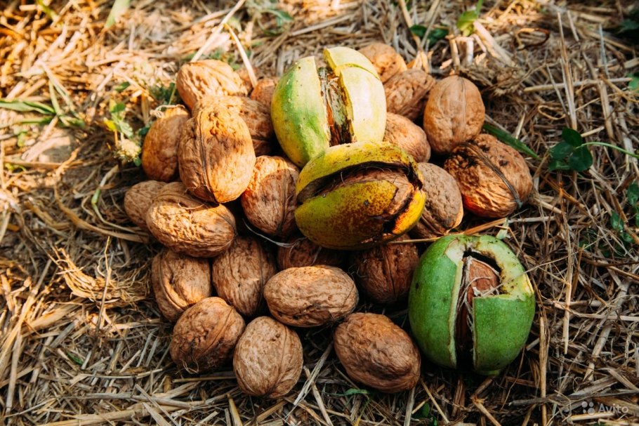 Орех Левина