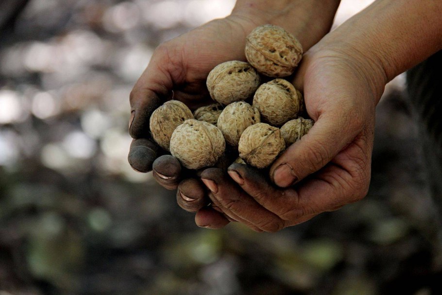 Грецкий орех Арсланбоб
