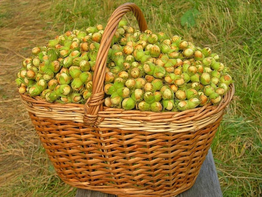 Лесной орех