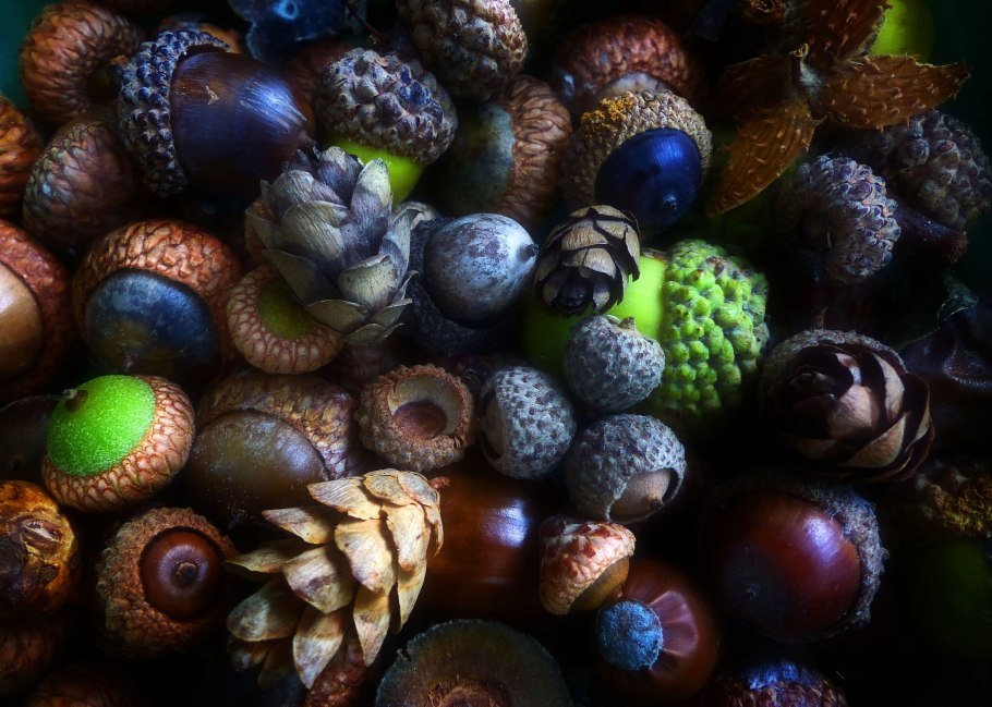 Шишки желуди каштаны