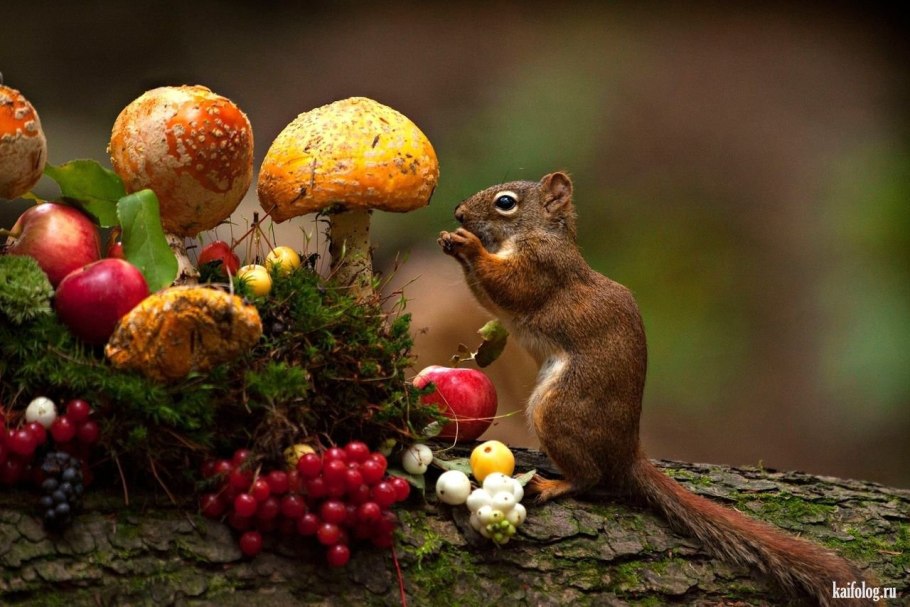 Лес грибы ягоды