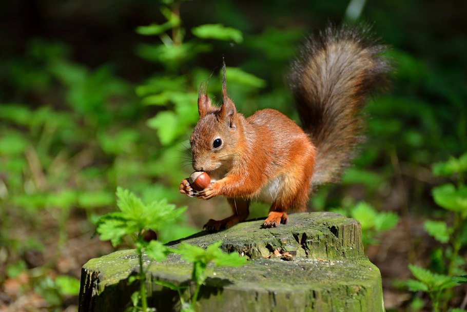 Белка Дикие животные леса
