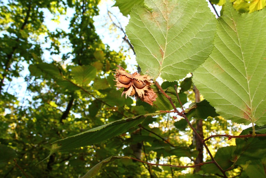 Орешник в Нижегородской области