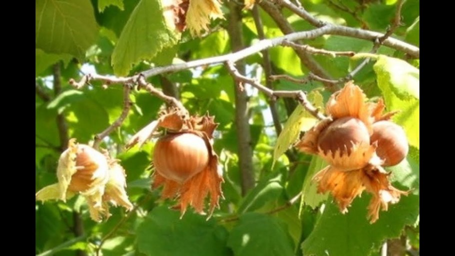 Чинарь орешник