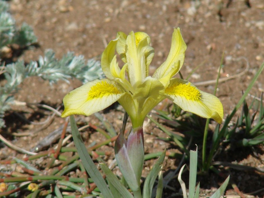 Ирис humilis