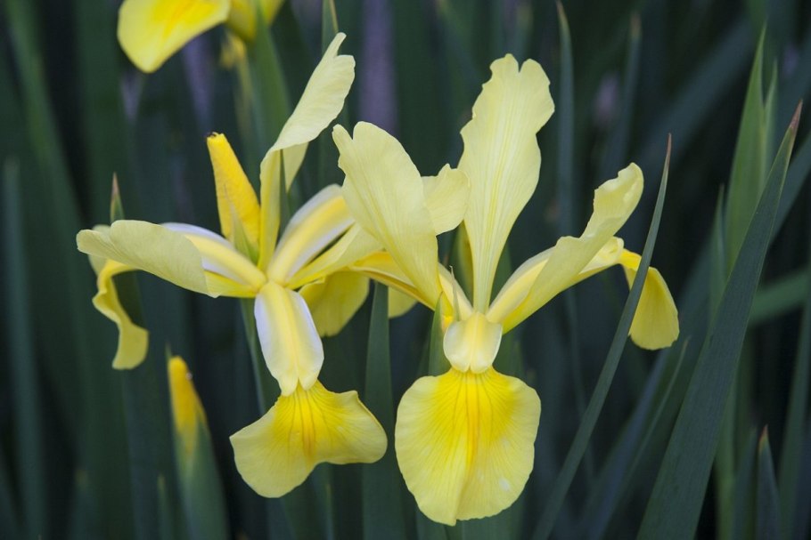 Ирис болотный (Iris pseudacorus)