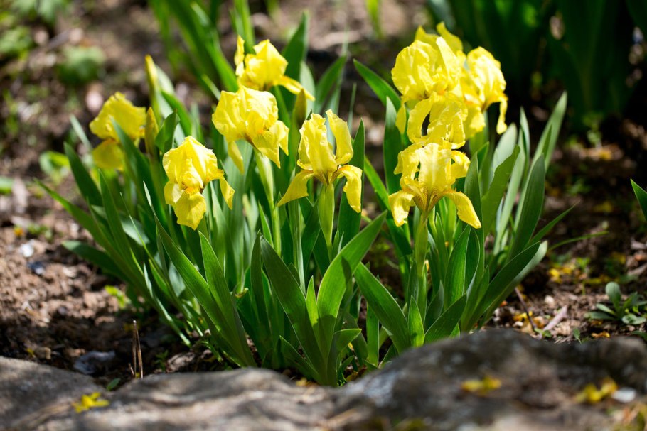 Ирис humilis