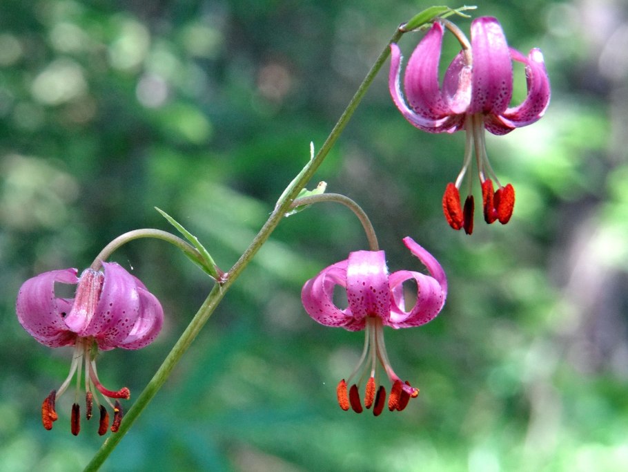 Кудреватая Лилия в саду