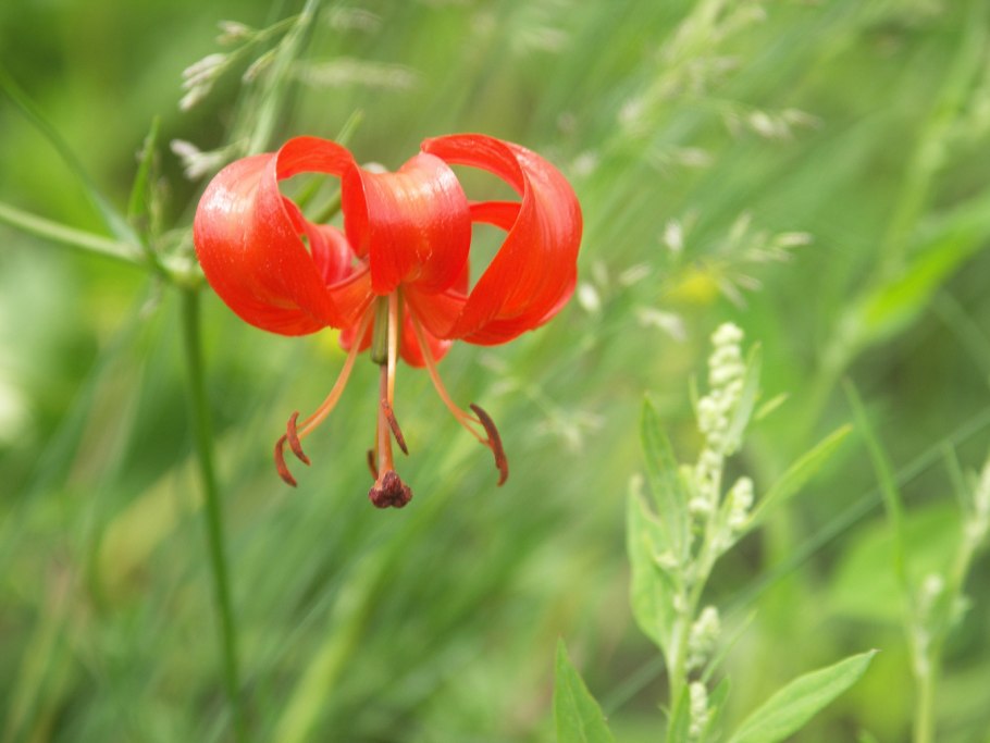 Дикая Лилия саранка
