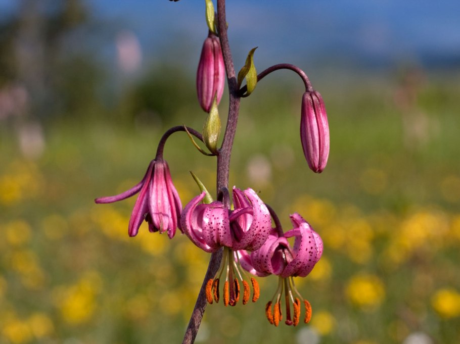 Лилия карликовая (Lilium pumilum)