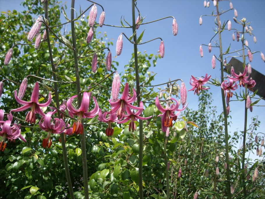 Лилия саранка красная