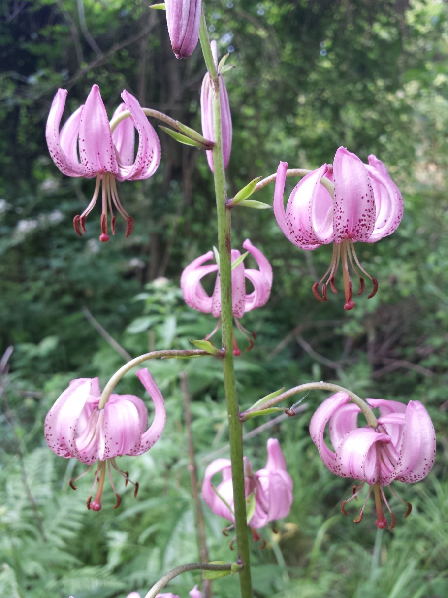 Лилия саранка