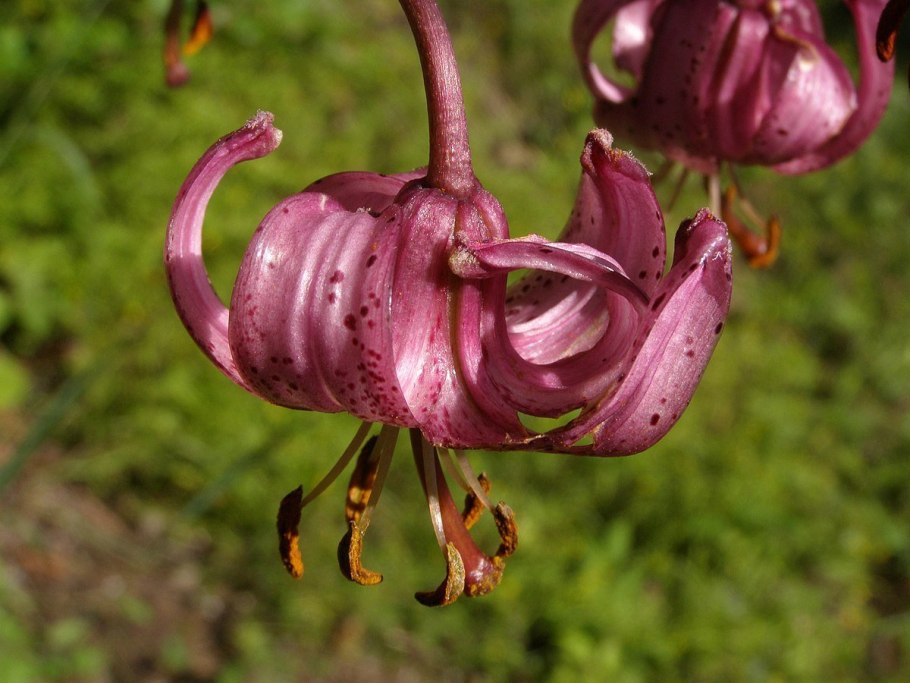 Martagon Lily, common Turk's cap Lily