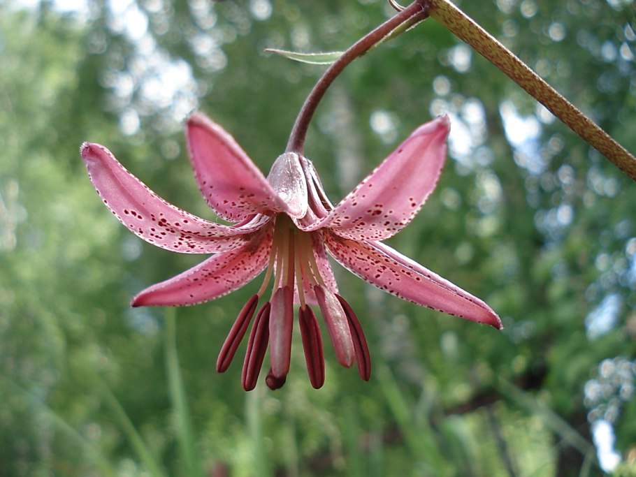 Лилия саранка сушёная