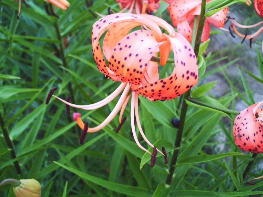 Лилия саранка