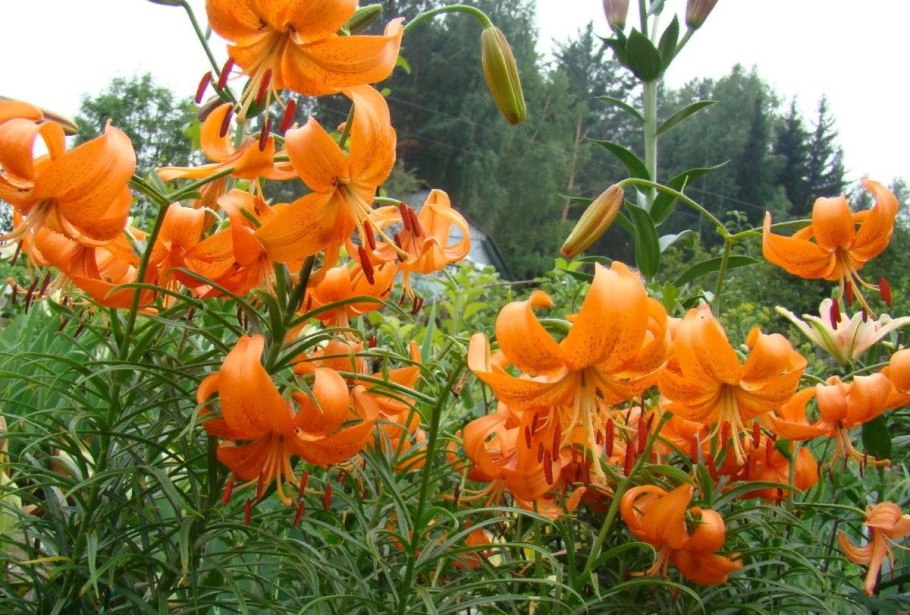 Лилия кудреватая плод