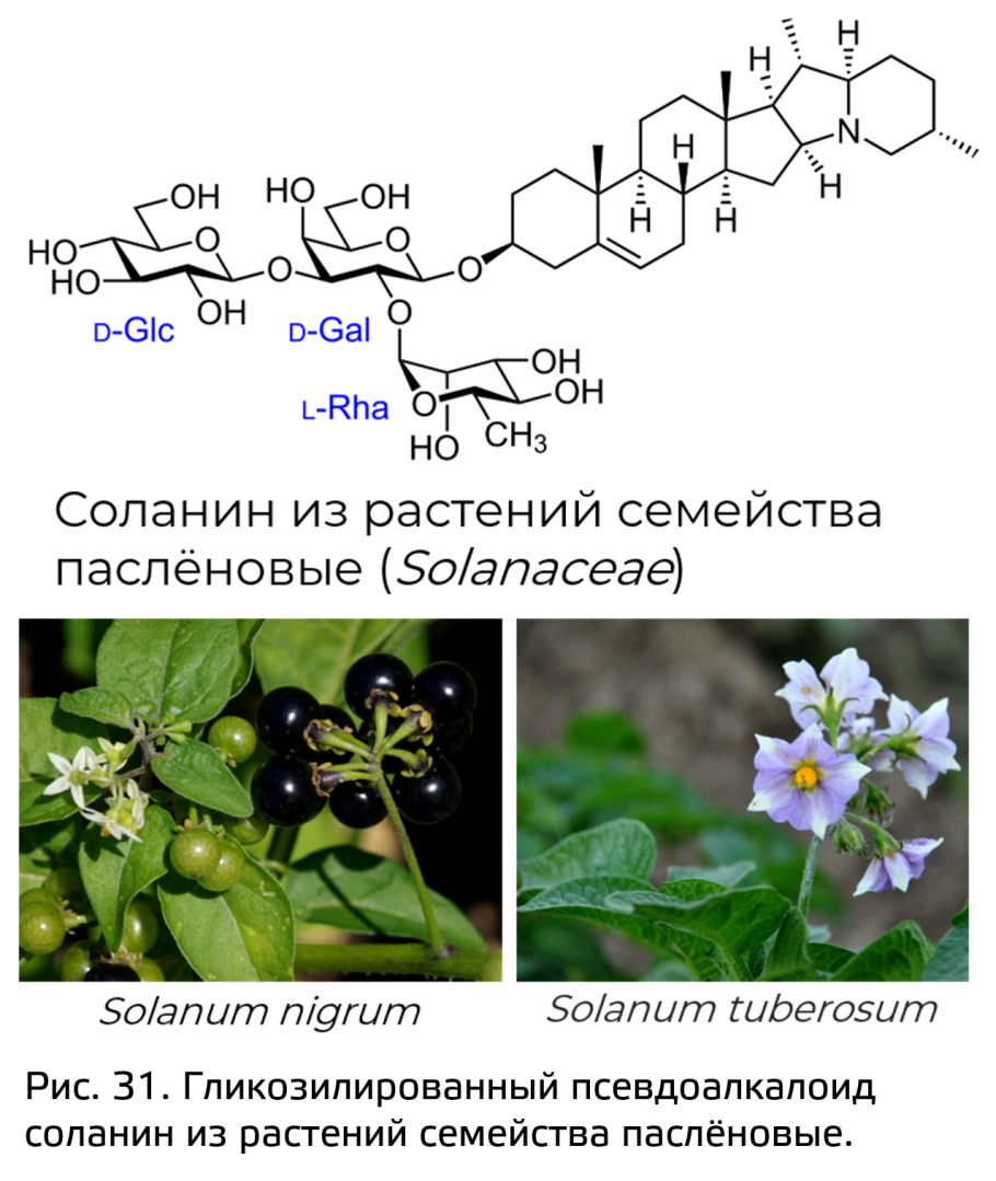 Паслёновые овощи и фрукты список список
