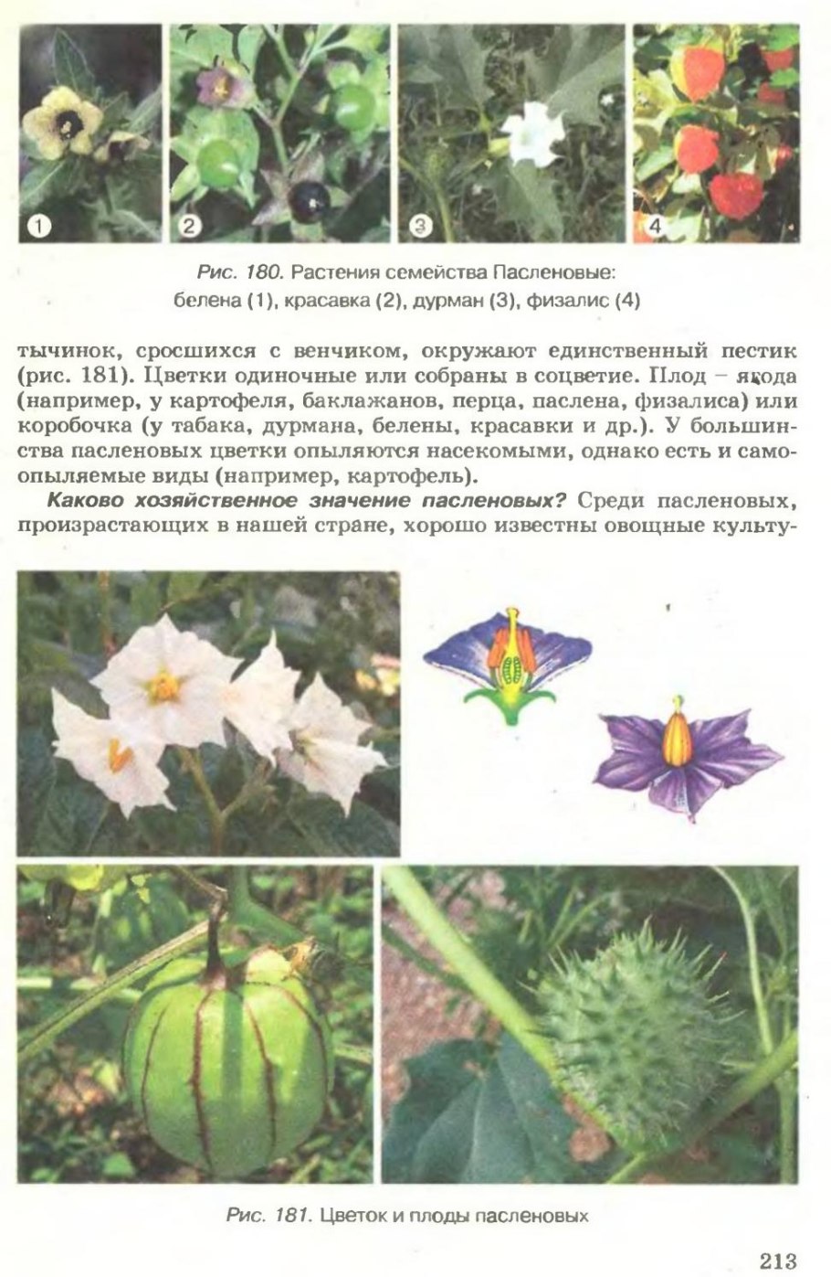 Форма цветка пасленовых