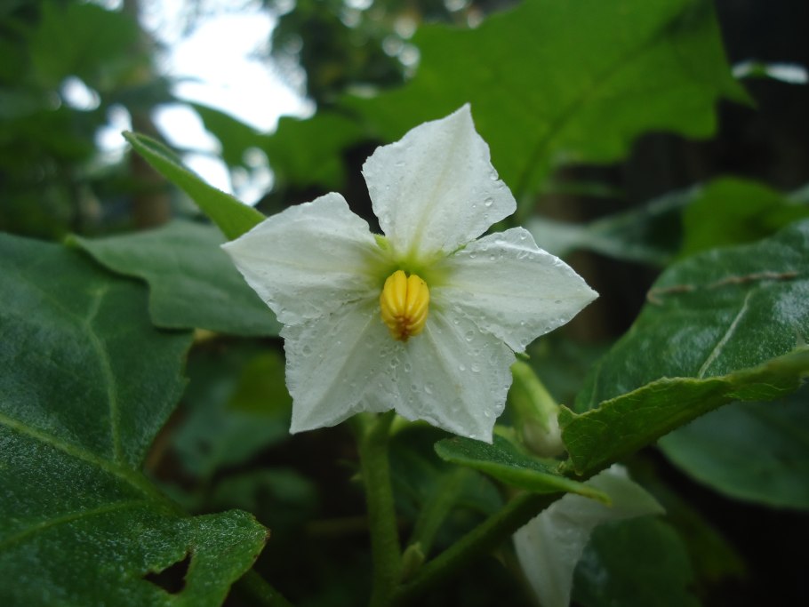 Паслён (Solanum)