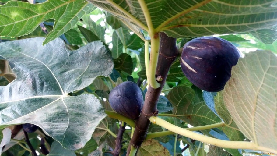 Инжир завязи плодов