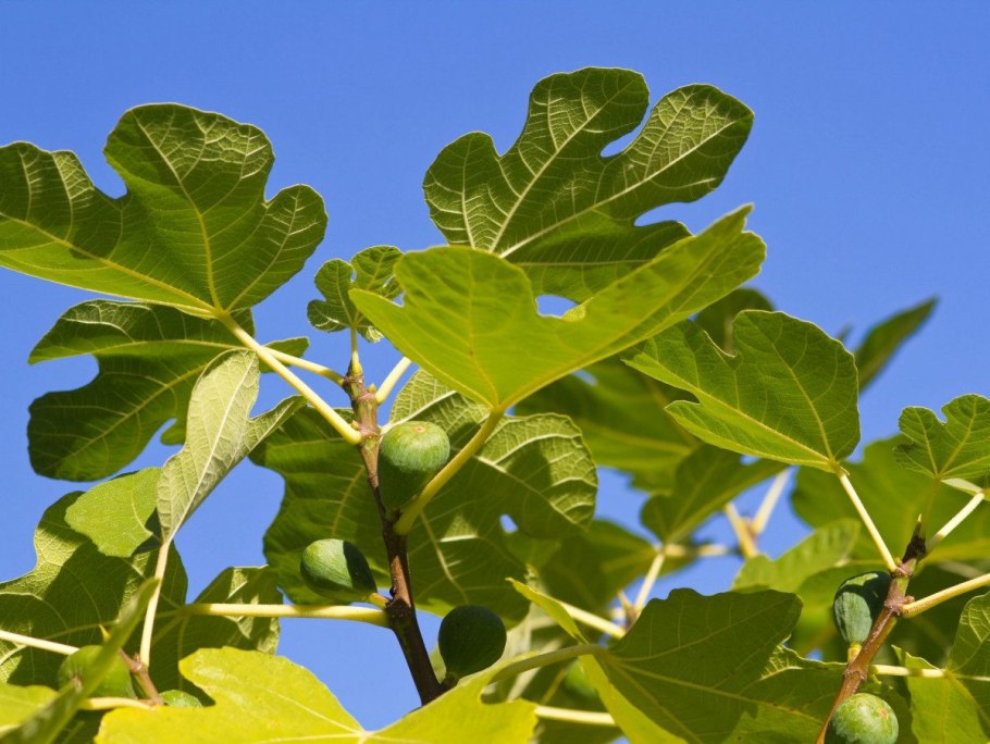 Инжир дерево