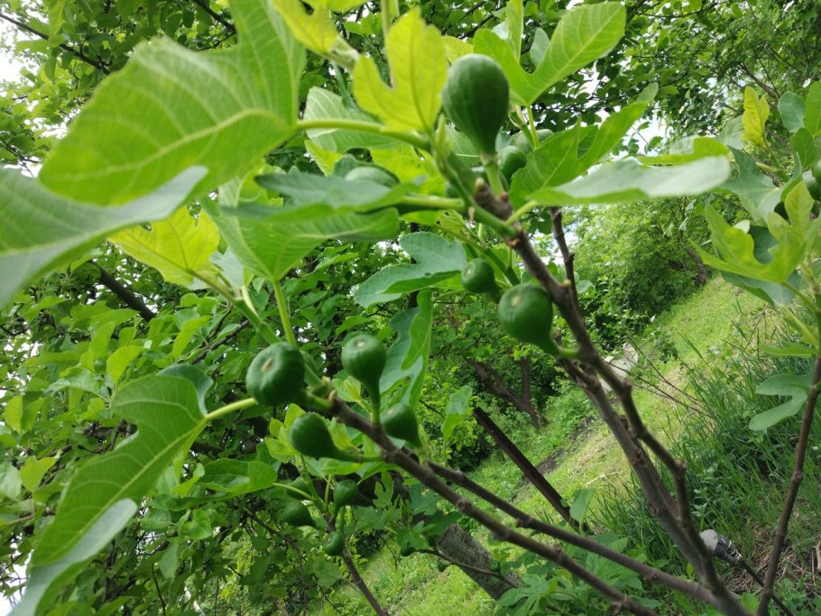 Смоковница дерево листья