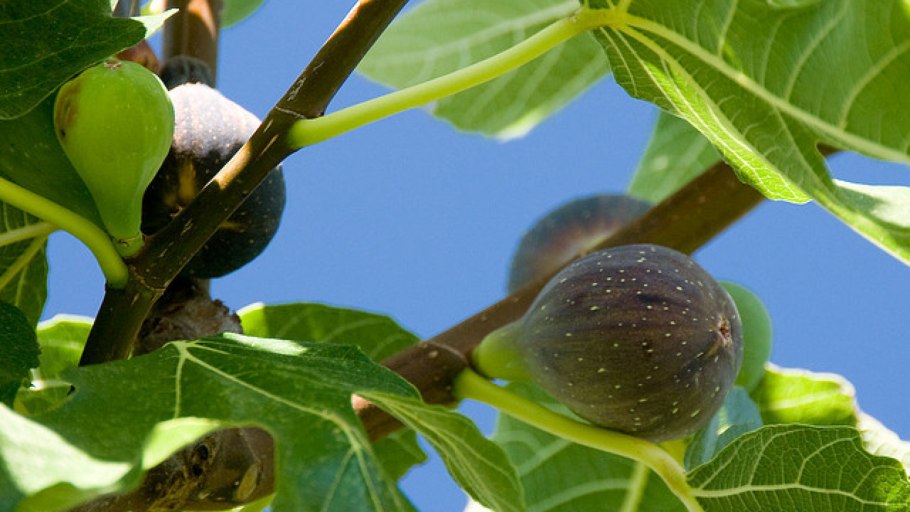 Смоковница обыкновенная