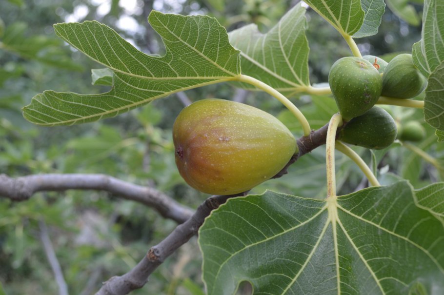 Инжир Королевский золотистый