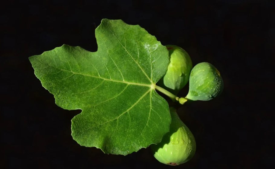 Фикус Карика, инжир (100)