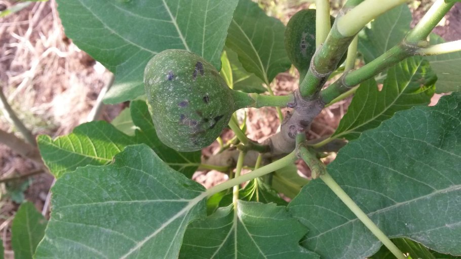 Инжир с молоком от кашля