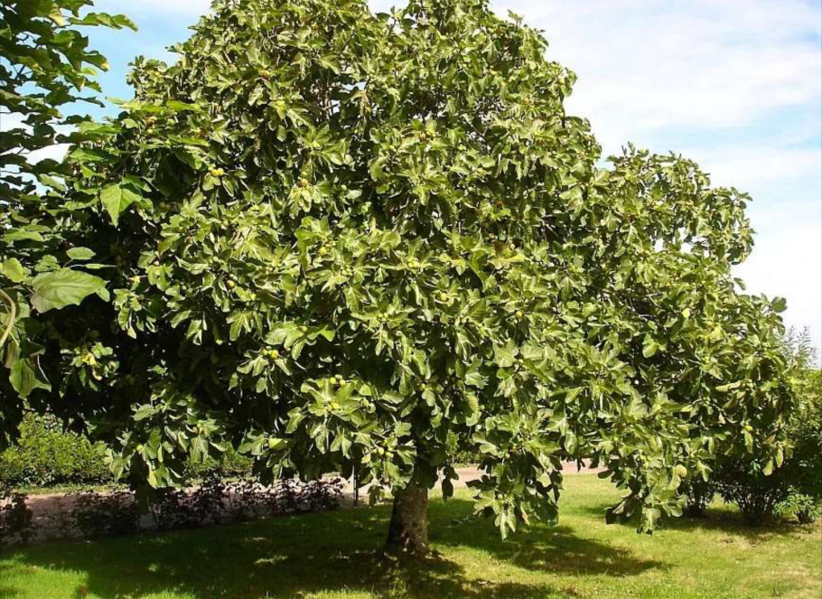 Инжир Сочинский